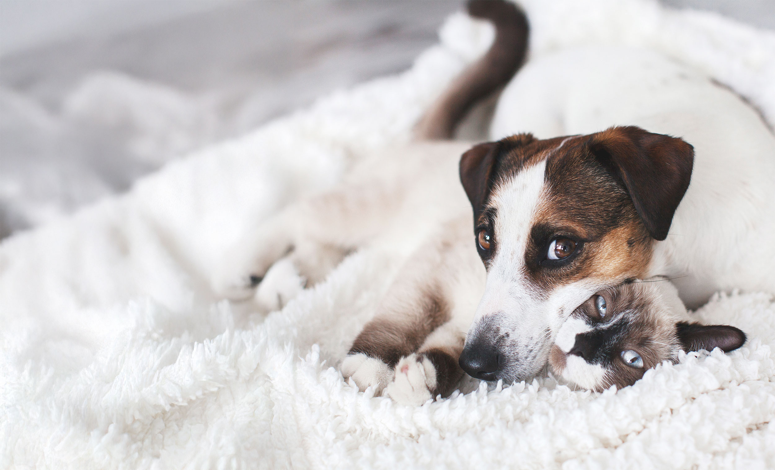 Cat and Dog on Blanket