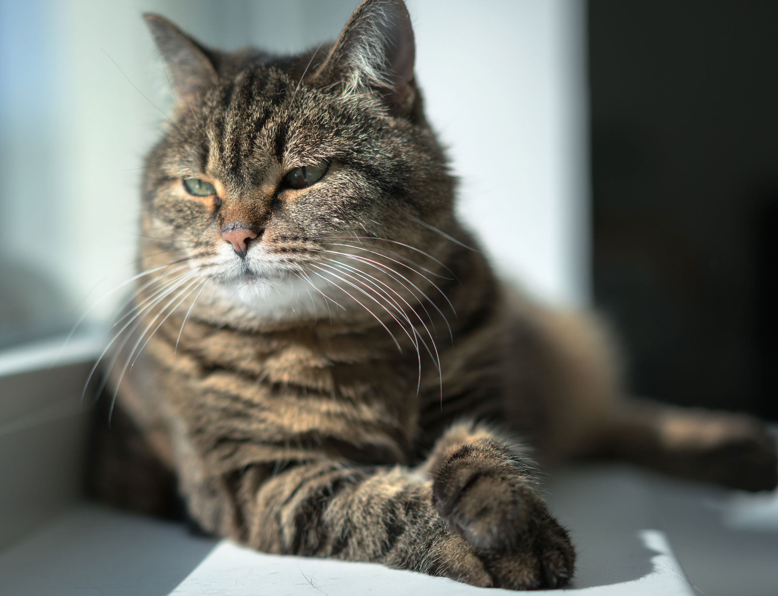 Adult Cat Sitting in Window